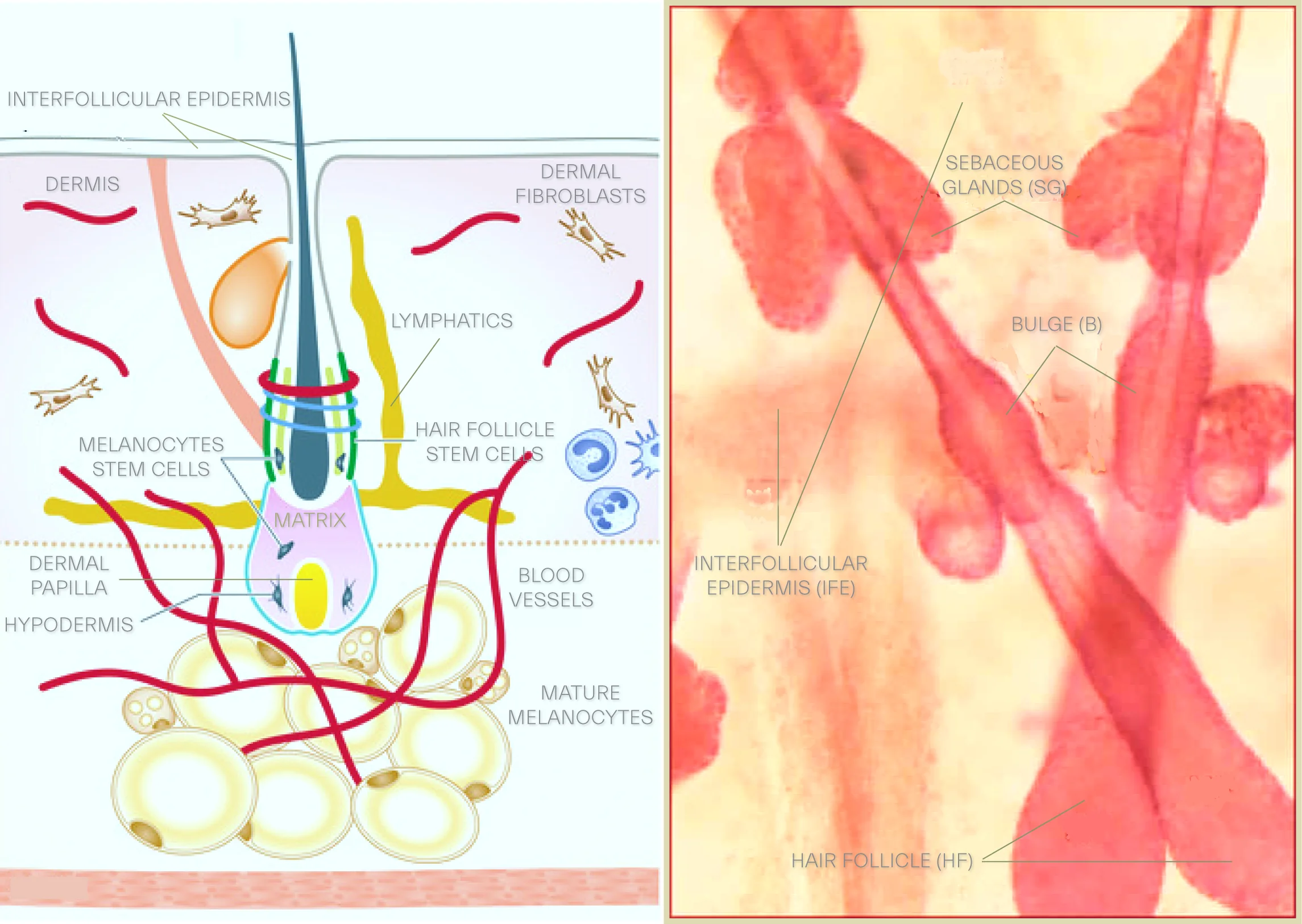  Hair follicle stem cells in relation to sebocytes and epidermal stem cells