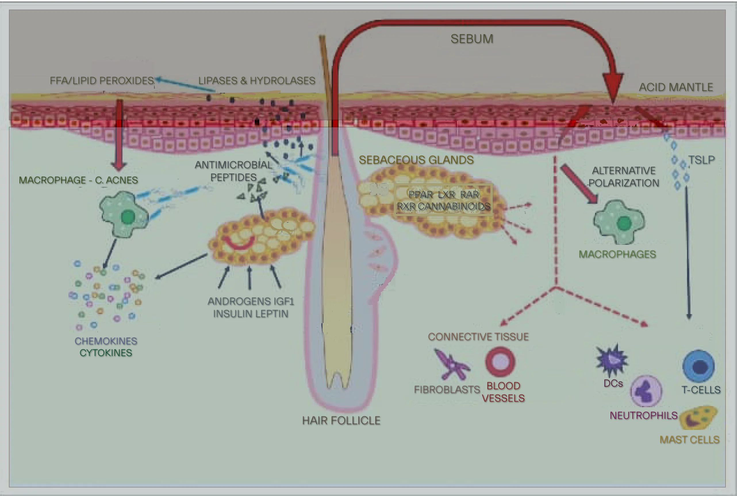Various factors influencing sebum regulation and sebaceous activity