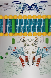 Role of TGF beta in acne scars