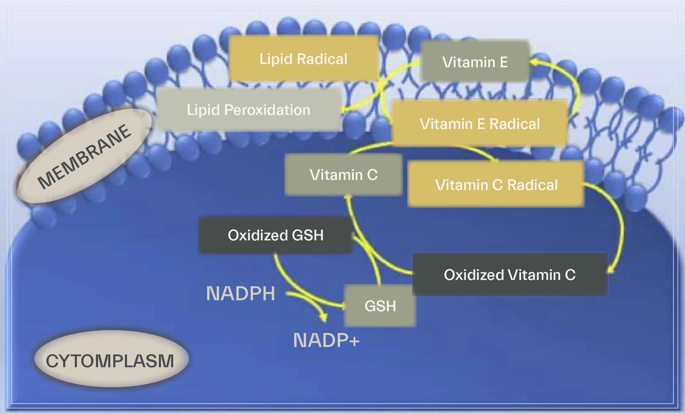 - Free radicals production by air pollutants and skin damage
