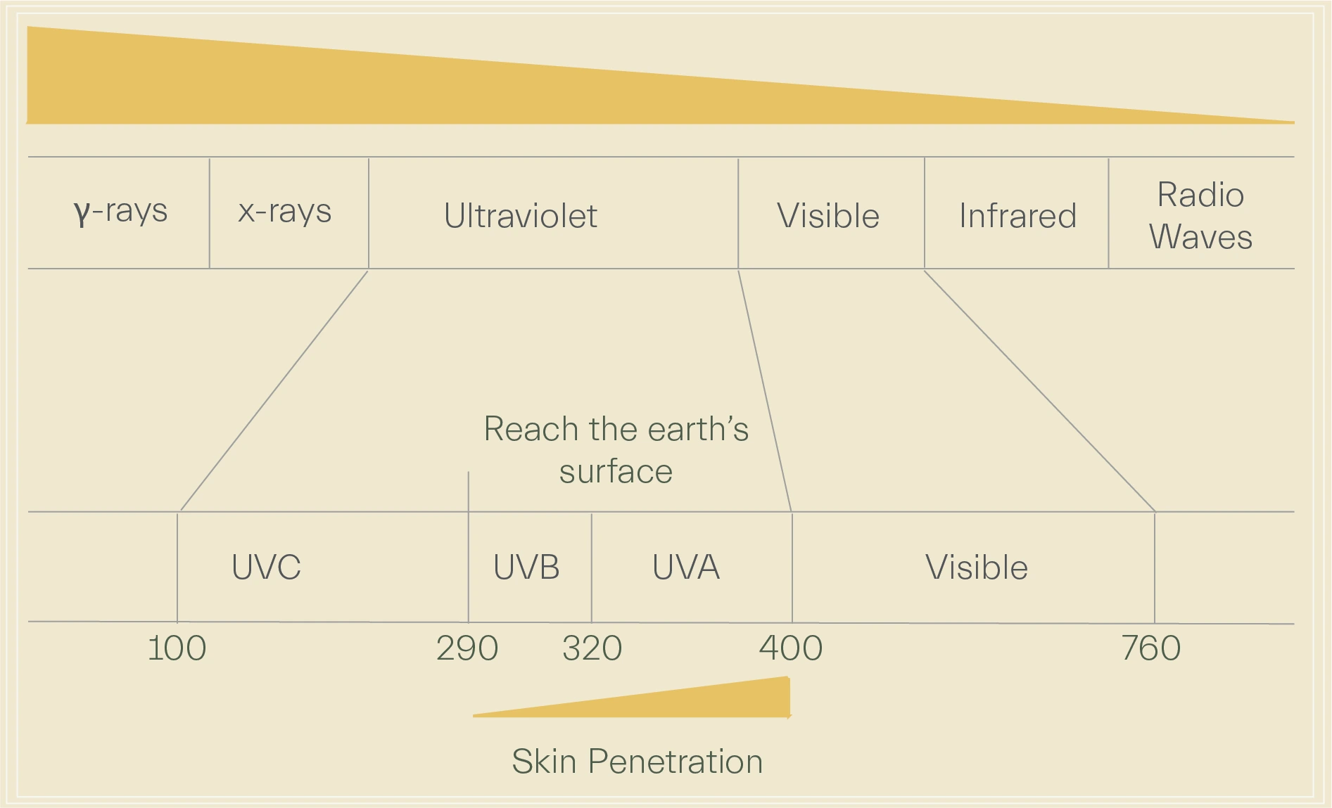 - UVA and UVB in photoaging due to free radical generation