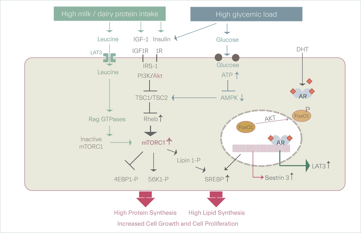 - Acne causes, role of high glycemic food