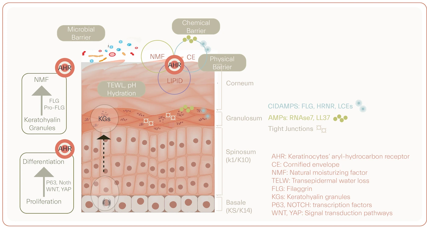 skin barrier function disruption in atopic dermatitis