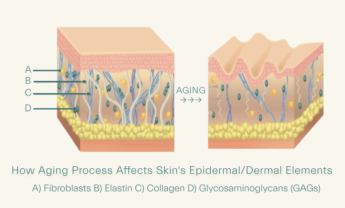 how aging changes the skin