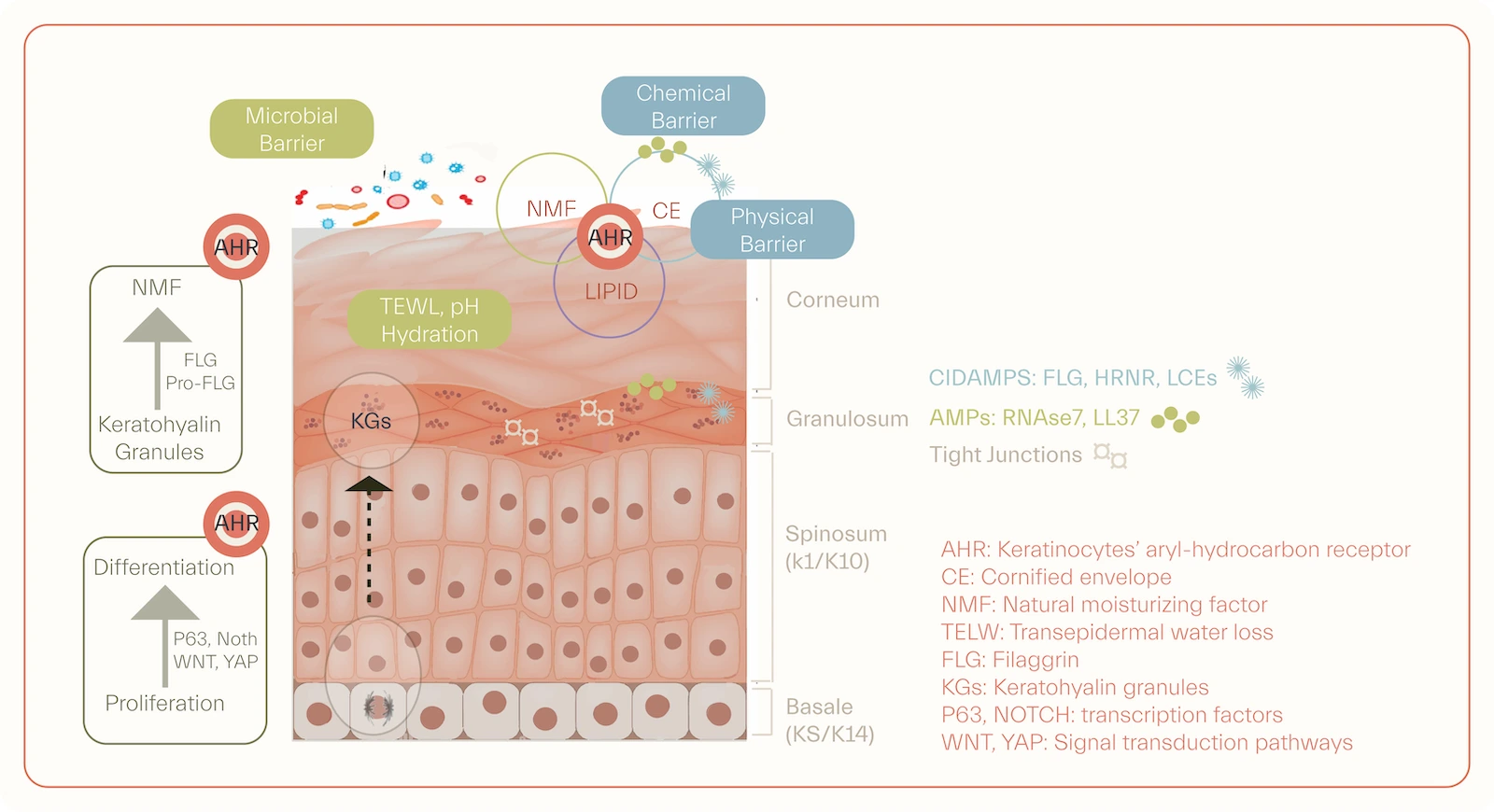 skin barrier function disruption in atopic dermatitis