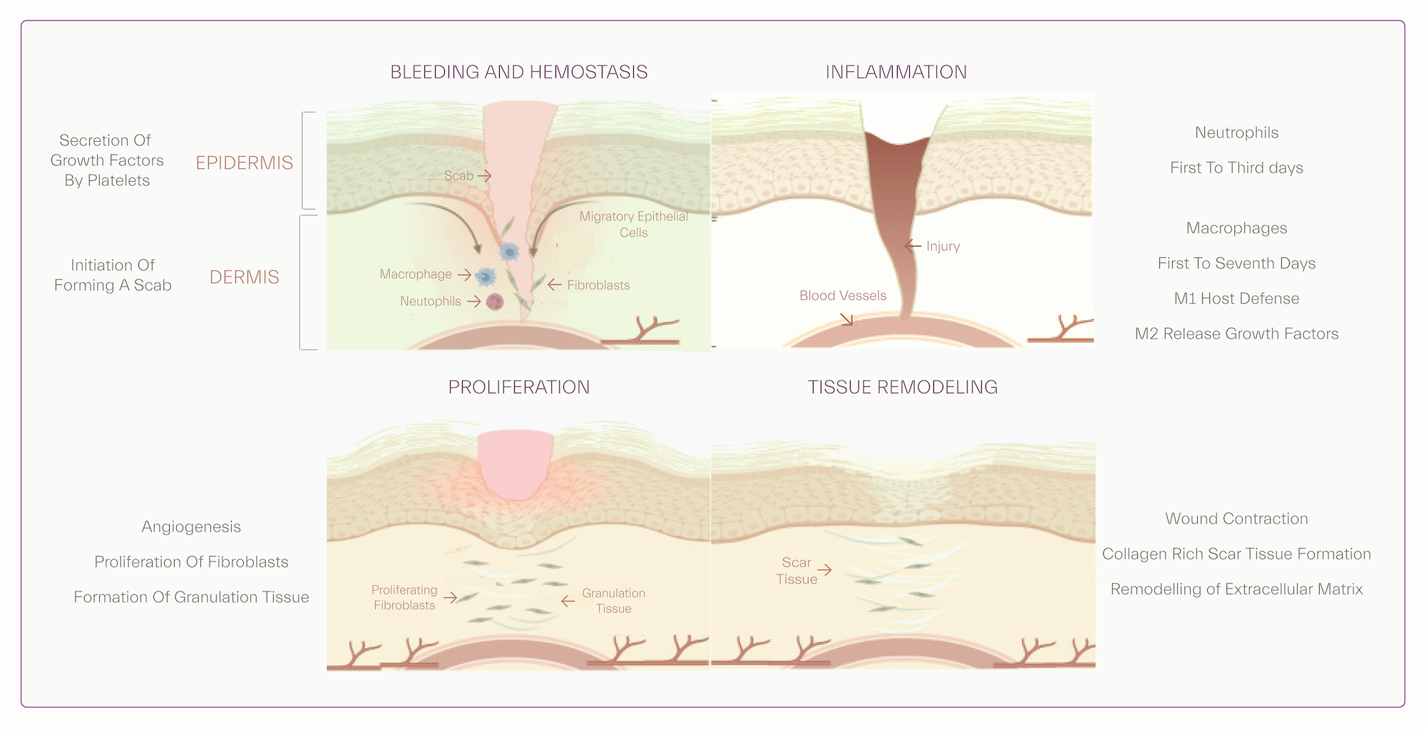 - Stages of wound healing and tissue regeneration