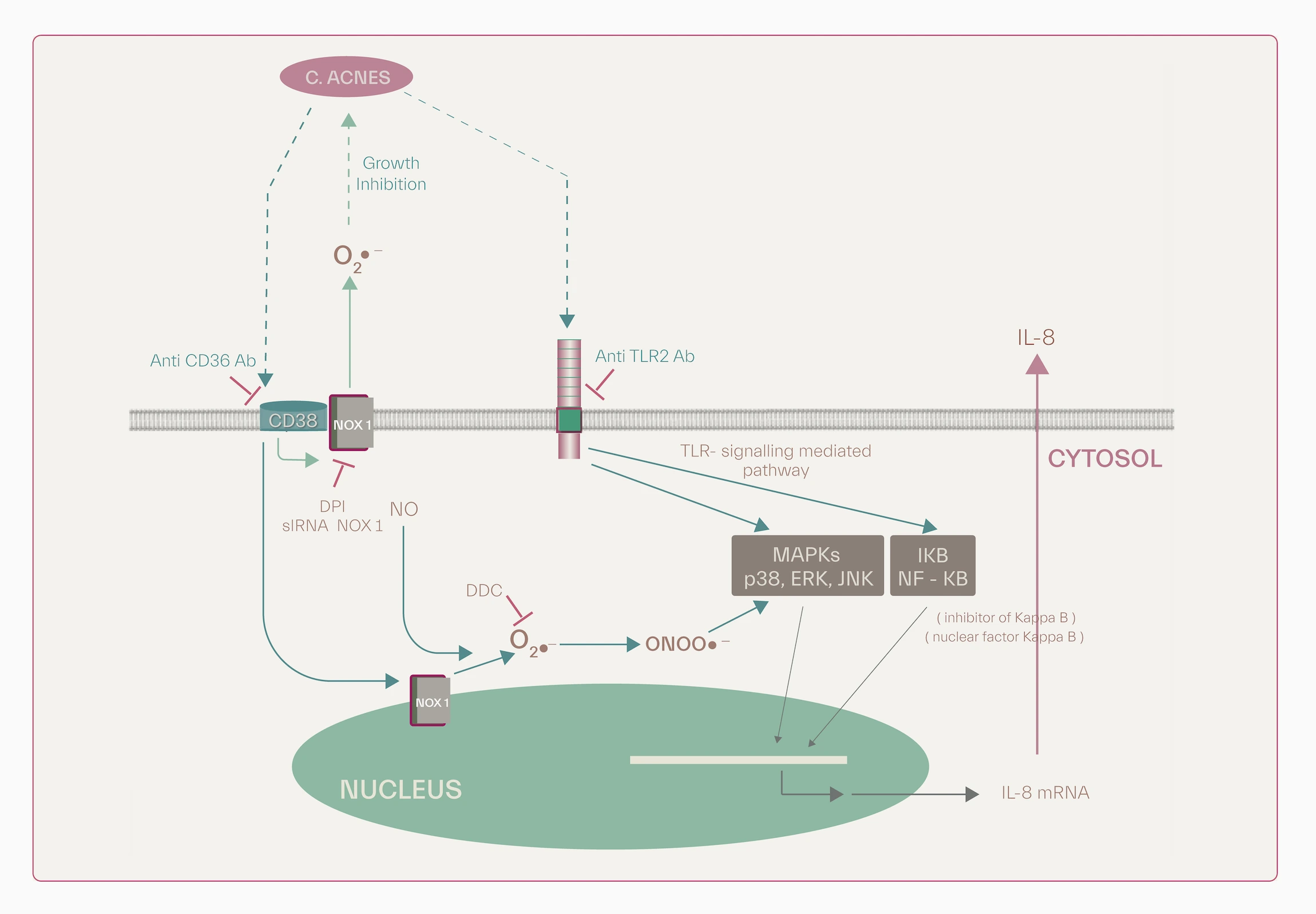 - ROS and inflammation within keratinocytes
