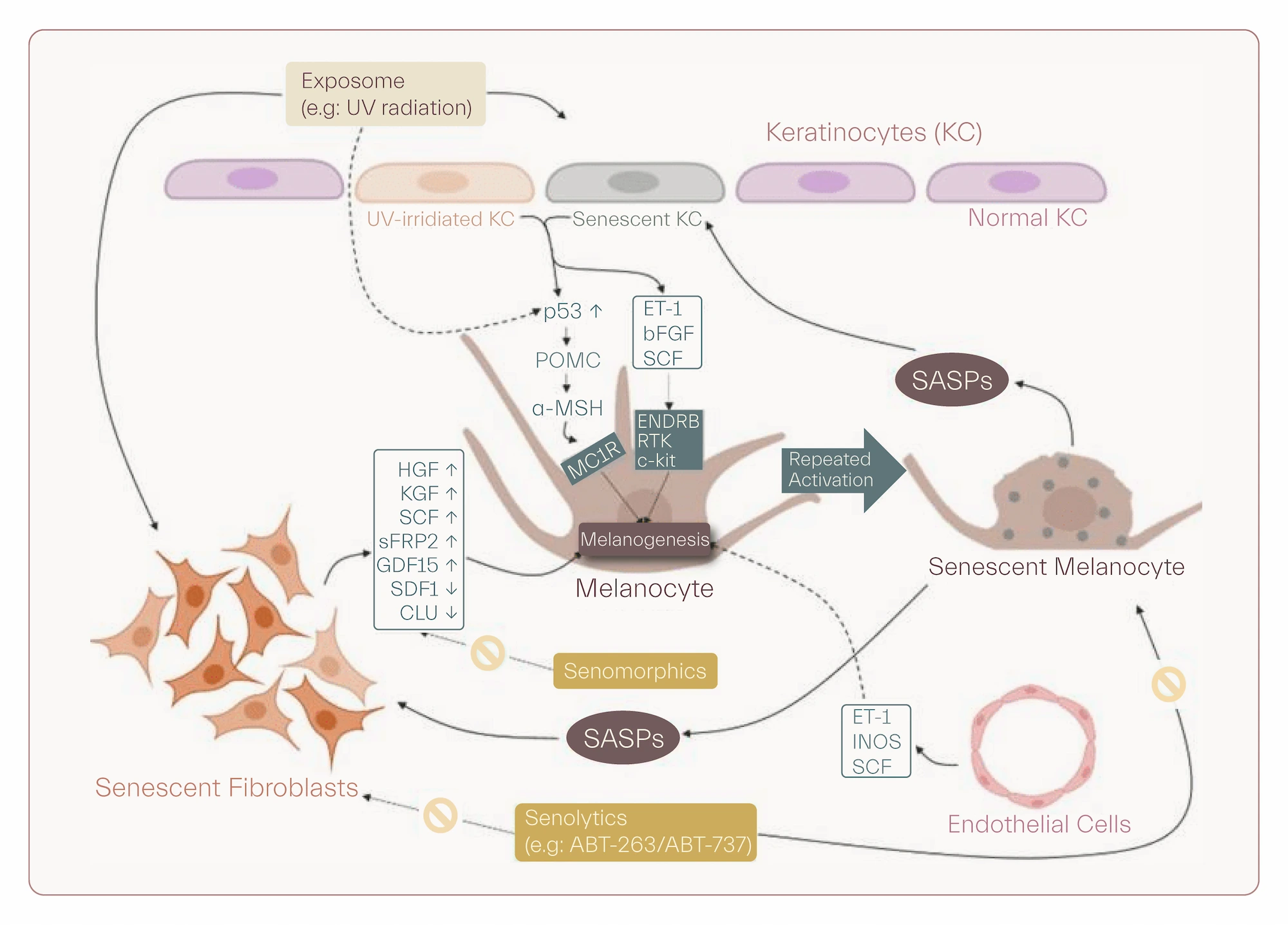 - Aging related changes in the skin which lead to hyperpigmentation spots tend to be multifactorial
